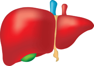 liver transplantation procedure
