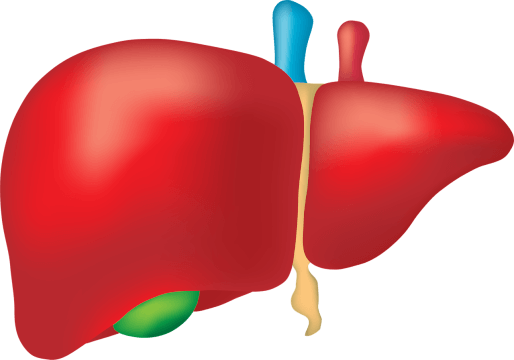 Liver transplantation procedure