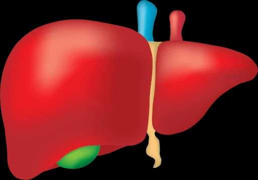 liver-transplantation-procedure